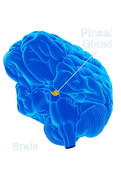 Pineal Guardian